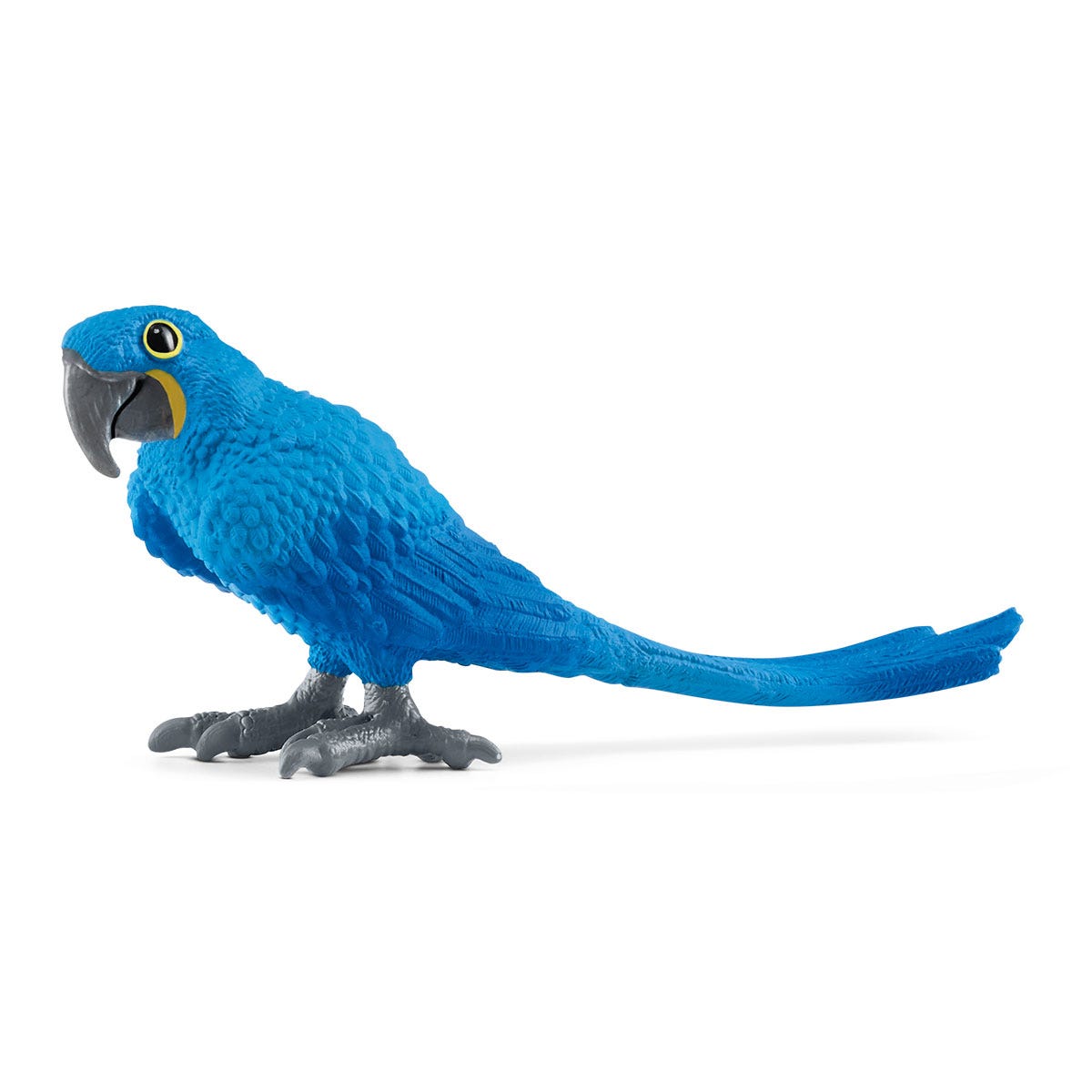 スミレコンゴウインコ